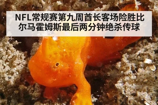 NFL常规赛第九周酋长客场险胜比尔马霍姆斯最后两分钟绝杀传球